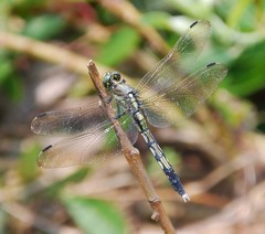 Orthetrum albistylum