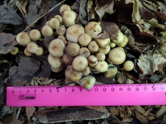 Hypholoma