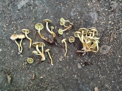 Hypholoma