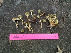 Hypholoma