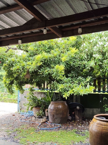 Sapodilla