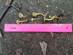Hypholoma