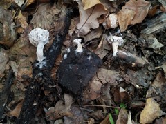 Hypomyces