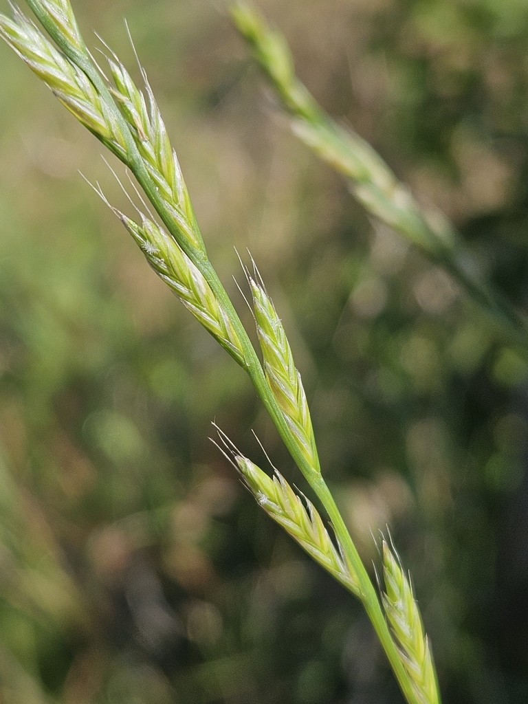 Lolium multiflorum