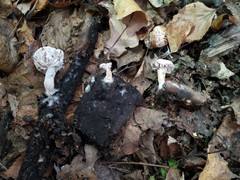 Hypomyces