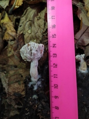 Hypomyces