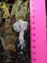 Hypomyces