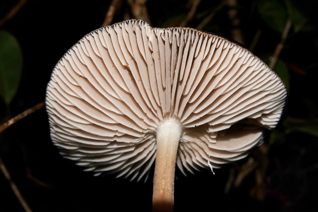 Hymenopellis atroruginosus