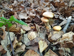 Fungi