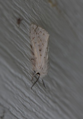 Spilosoma dubia