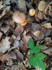 Fungi