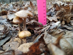 Fungi