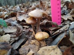 Fungi
