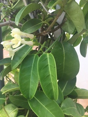 Stephanotis floribunda