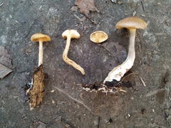 Fungi