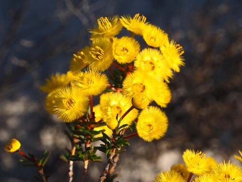 northern grandiflora (Verticordia nobilis)