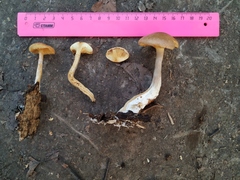 Fungi
