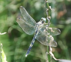 Orthetrum albistylum