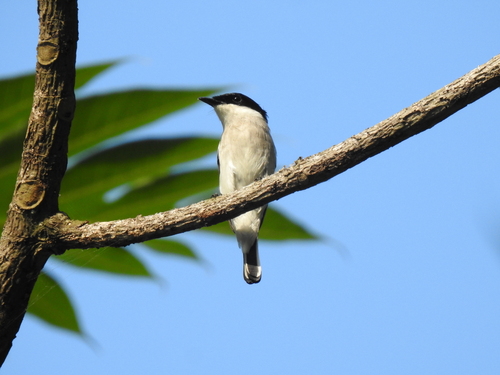 Black-winged Flycatcher-shrike