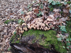 Coprinellus micaceus
