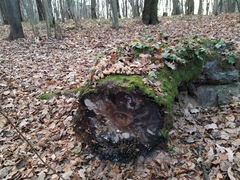 Coprinellus micaceus