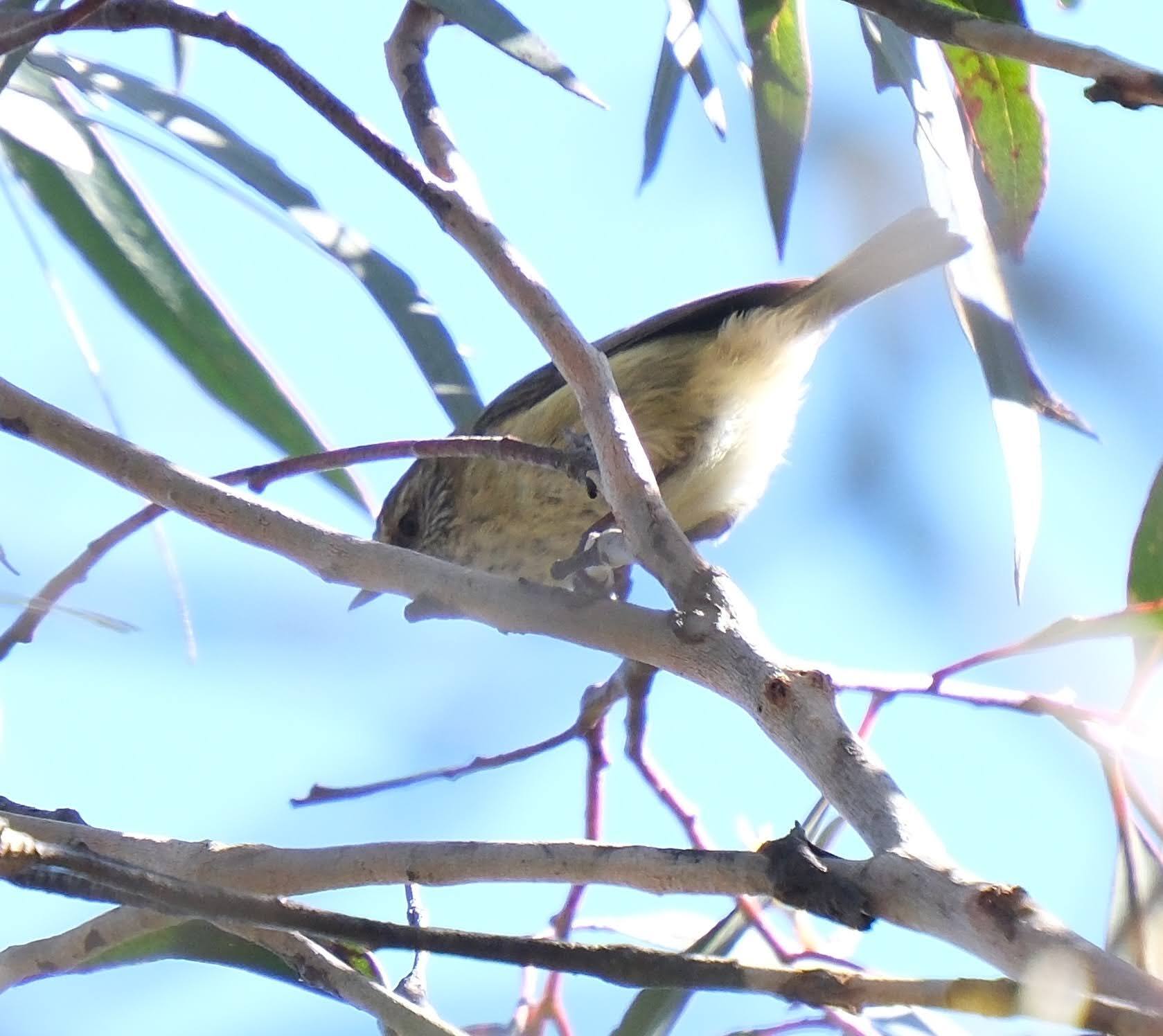 Acanthiza lineata Gould, 1838