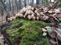 Coprinellus micaceus