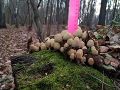 Coprinellus micaceus