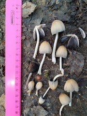 Coprinellus micaceus