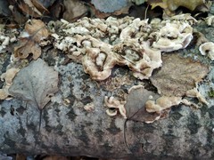 Fungi
