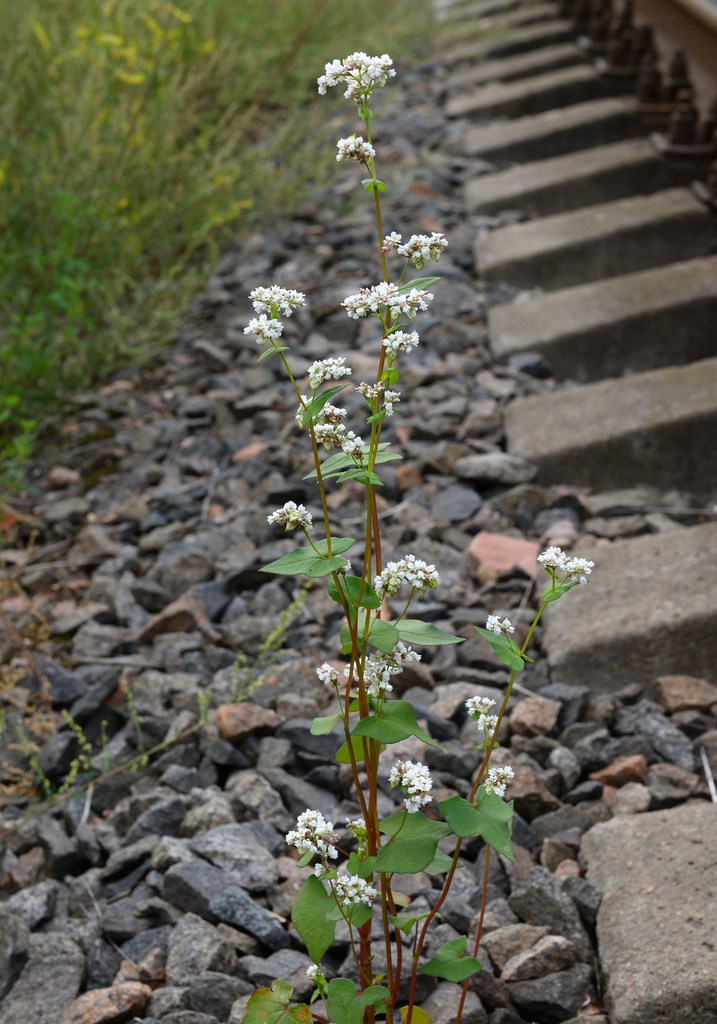 Fagopyrum esculentum