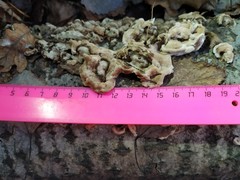 Fungi