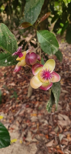 Dillenia excelsa, photograph 6