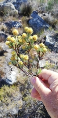 Leucadendron brunioides brunioides