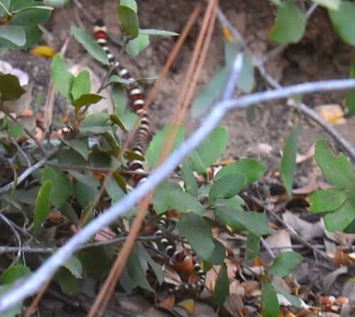 iNaturalist observation photo of California Mountain Kingsnake