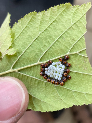 Halyomorpha halys