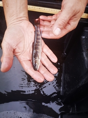 Salvelinus fontinalis image