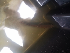 Salvelinus fontinalis image