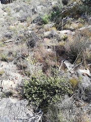 Leucadendron brunioides brunioides