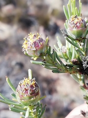 Leucadendron brunioides brunioides