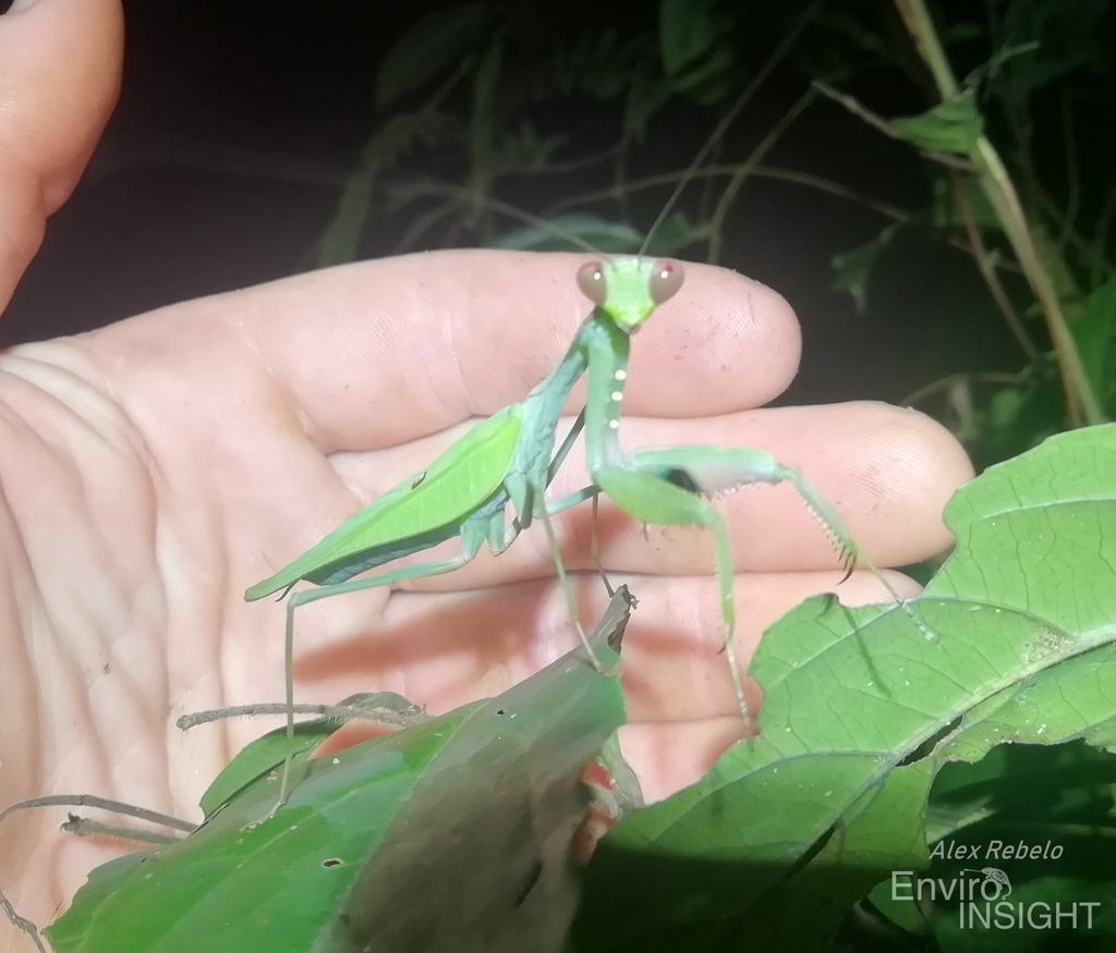Sphodromantis aurea