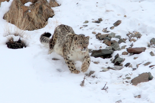 Snow Leopard