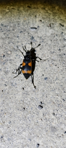 Nicrophorus przewalskii