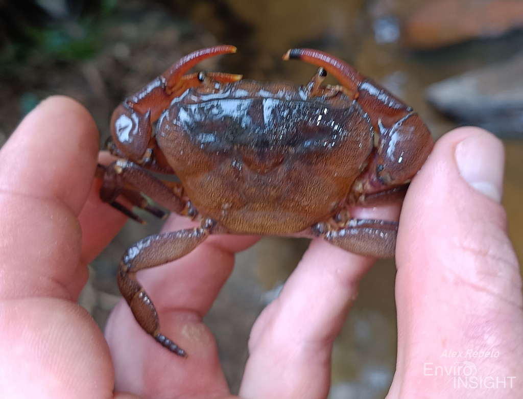 Supraguinea