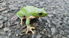 Zhangixalus taipeianus