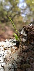 Oestlundia tenuissima