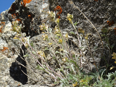 Artemisia umbelliformis, photograph author not stated, no rights reserved