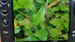 Takydromus viridipunctatus