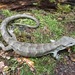 Monte Cristo Arboreal Alligator Lizard - Photo (c) Josiah Townsend, some rights reserved (CC BY-SA), uploaded by Josiah Townsend