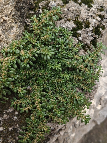 Artillery Plant